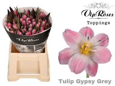 <h4>Tulipa si paint gypsy grey</h4>