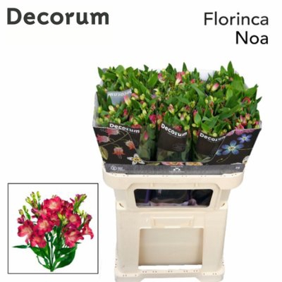 <h4>Alstroemeria fl noa</h4>