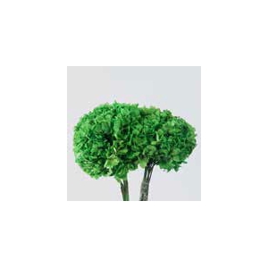 Hydrangea / Hortensia Green HRT/0130