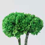 <h4>Hydrangea / Hortensia Green HRT/0130</h4>