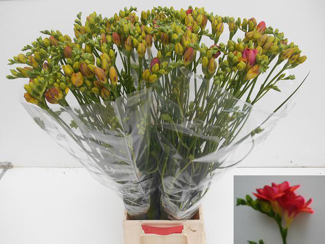 <h4>Freesia do red bell</h4>