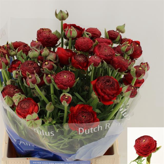 viele Dornen 60cm 1 Rose am Stiel fuchsia rot künstlich naturgetreu Liebe 