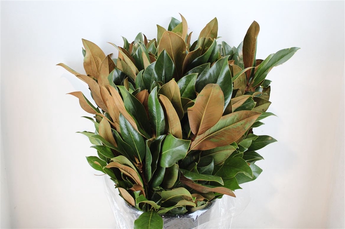 <h4>Magnolia Leaves P Bunch</h4>