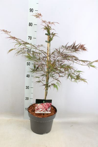 <h4>Acer palmatum 'Garnet'</h4>