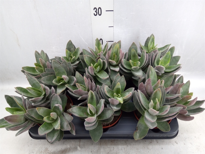 <h4>Crassula  'Garnet Lotus'</h4>