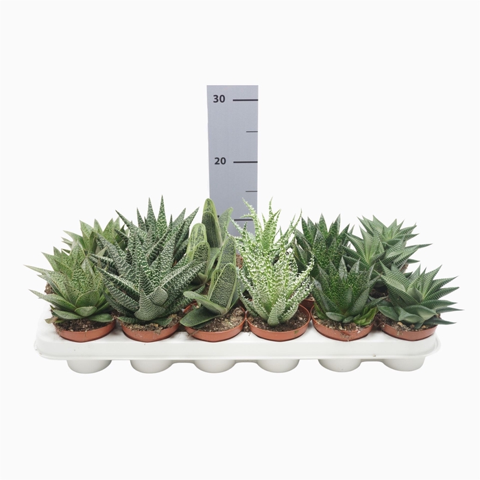 <h4>Aloe   ...mix</h4>