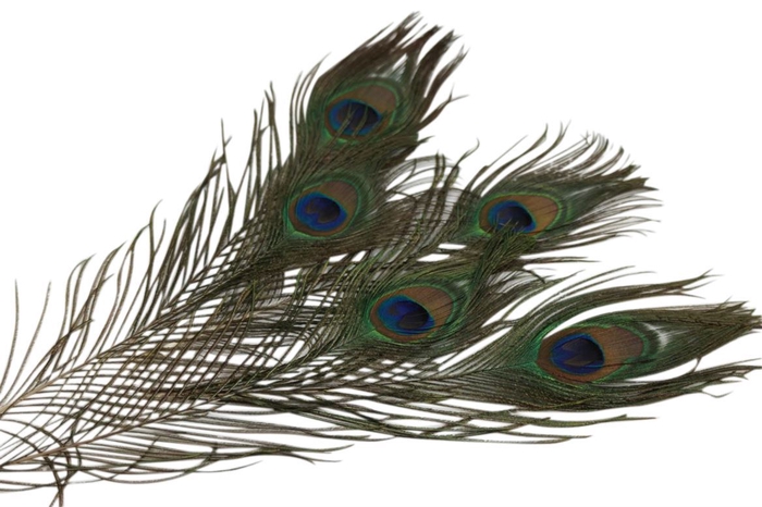 <h4>Deco Feather Peacock Eye 5pc Bunch</h4>