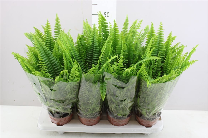 <h4>Nephrolepis Ex Green Lady</h4>