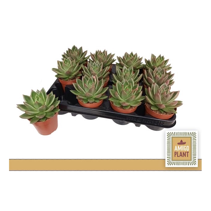 <h4>Echeveria Miranda 8,5Ø 11cm</h4>