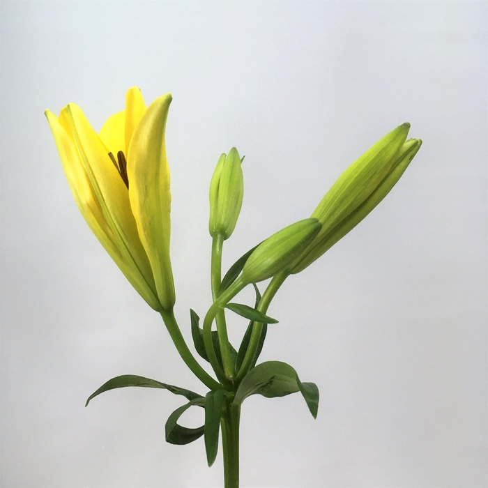 <h4>Lily Asiatic - Yellow</h4>
