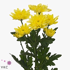 <h4>Chrys sp baltica yellow</h4>