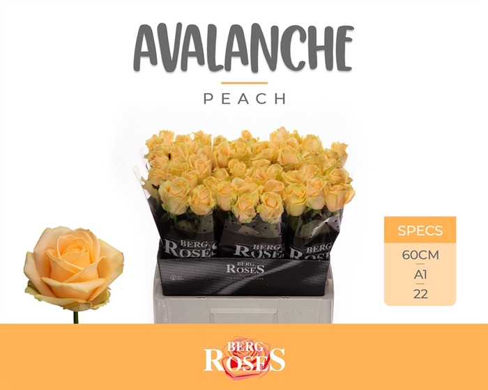 <h4>R GR Avalanche Peach+ 22</h4>