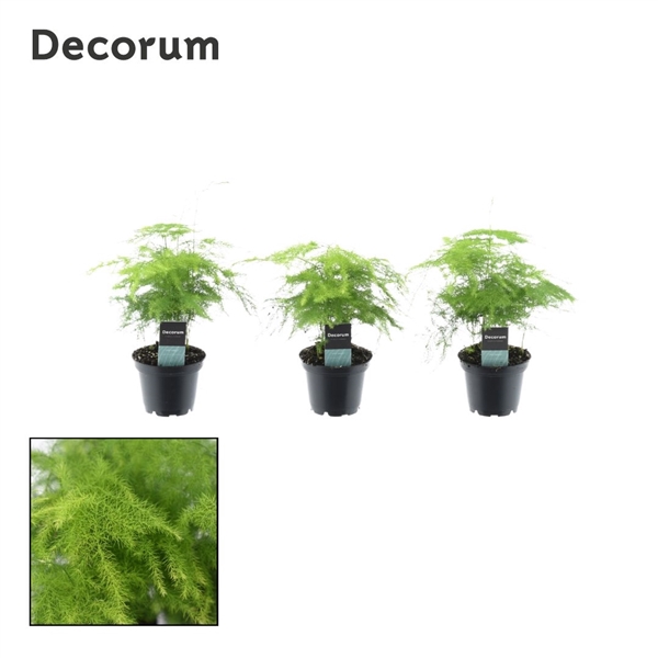 <h4>Asparagus plumosus 7 cm (Decorum)</h4>