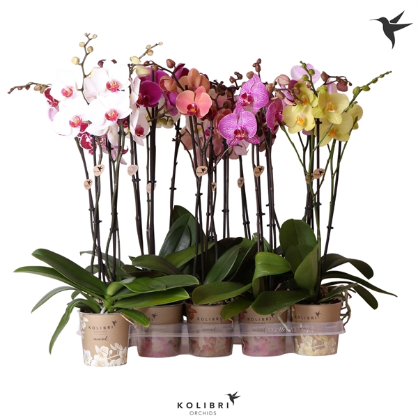 <h4>Kolibri Orchids Phalaenopsis mix 2spike 18+ 60cm</h4>