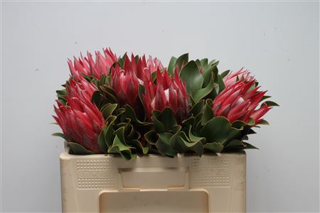 <h4>Protea Cynaroides Madiba</h4>