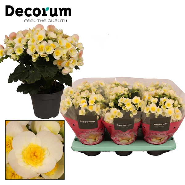<h4>Begonia ''valentino white'' Decorum</h4>