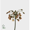 ALLIUM NECT SICULUM