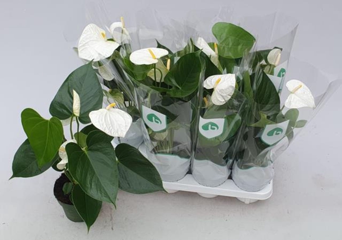 <h4>Anthurium Andreanum Grp Montana</h4>