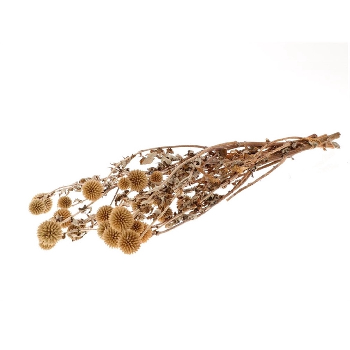 <h4>Droogbloem Echinops preserved 60cm</h4>