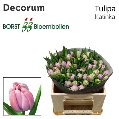 <h4>Tulipa do katinka</h4>
