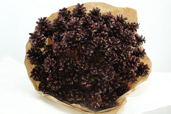<h4>Droog Denn Choco + Glitter X40</h4>