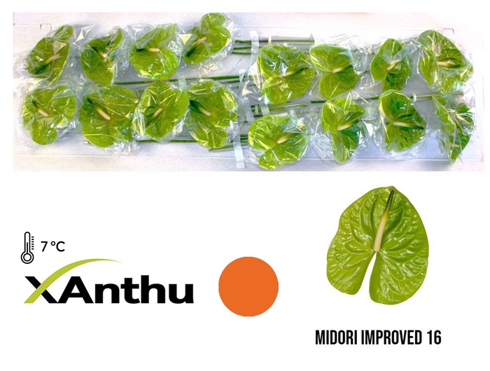<h4>ANTH A MIDORI IMP</h4>