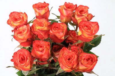 <h4>Rosa ec high & magic</h4>