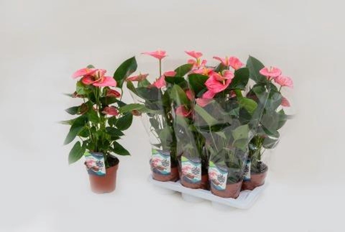 <h4>Anthurium Andreanum Grp Arisa Pink</h4>