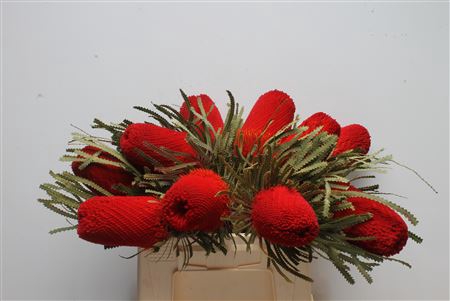 <h4>Banksia Hookeriana Red</h4>