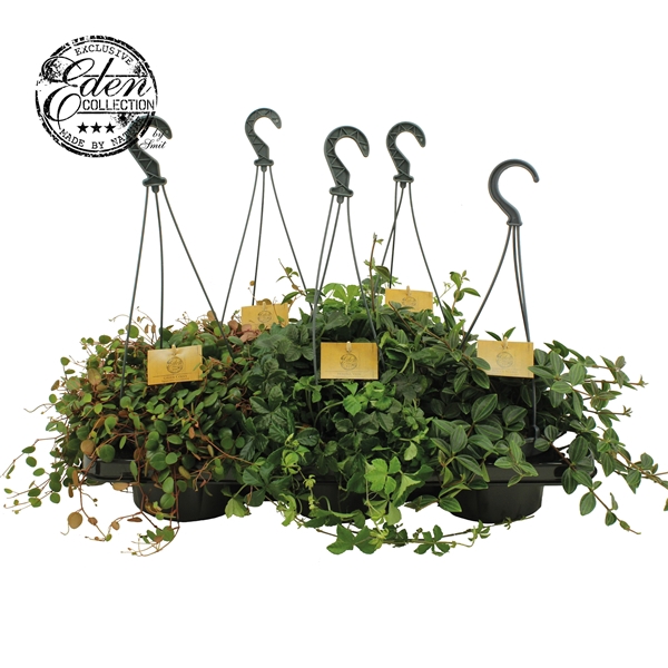 <h4>Gemengde tray 15cm Hangpot</h4>