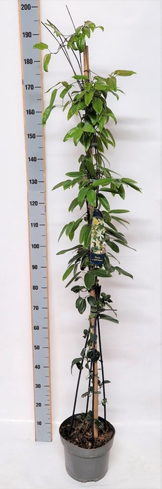 <h4>Clematis armandii (Armandii Grp) Ap</h4>