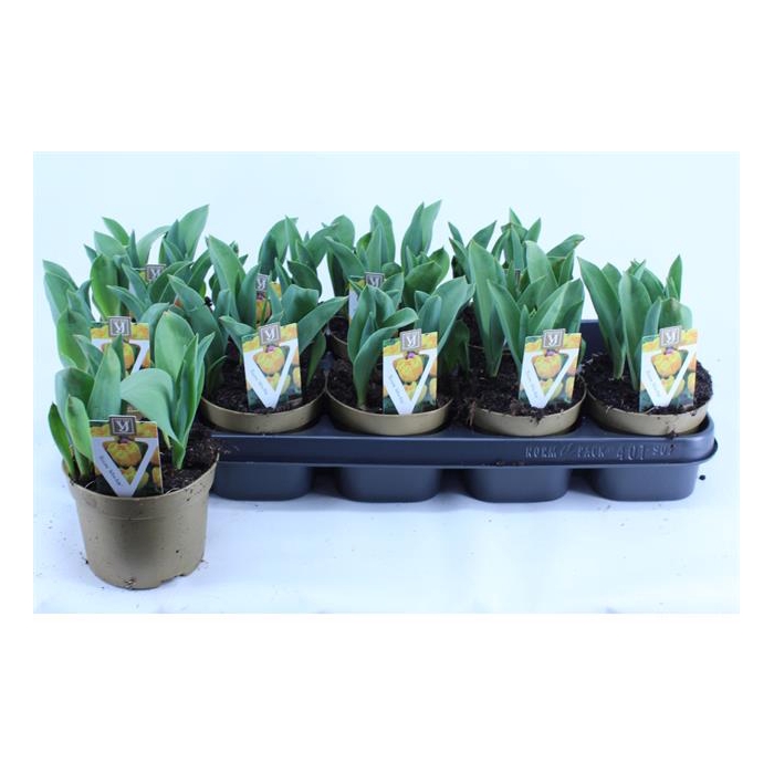 <h4>Tulipa Yellow Baby 12Ø 15cm 5pp</h4>