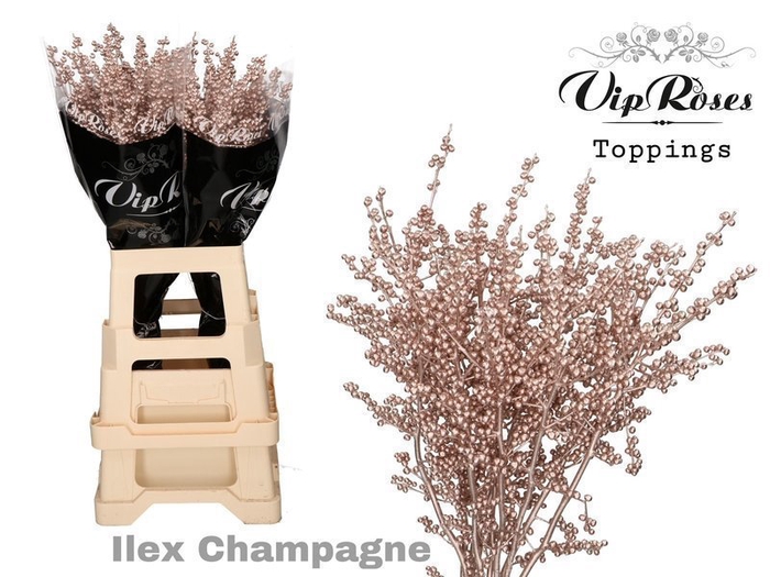 <h4>Ilex paint champagne</h4>