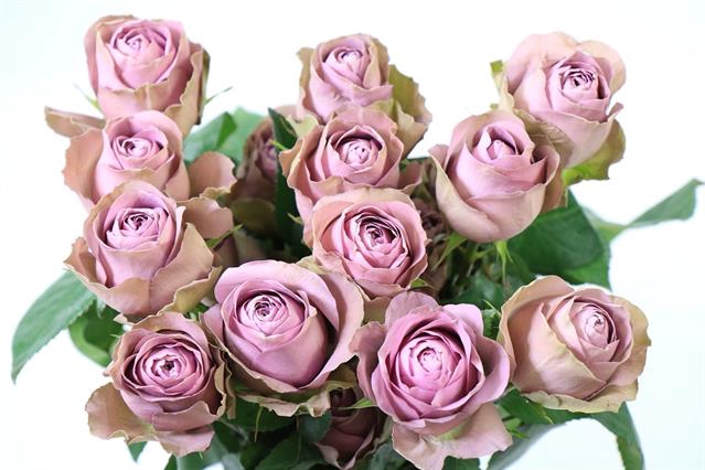 <h4>Rosa ec tiara</h4>
