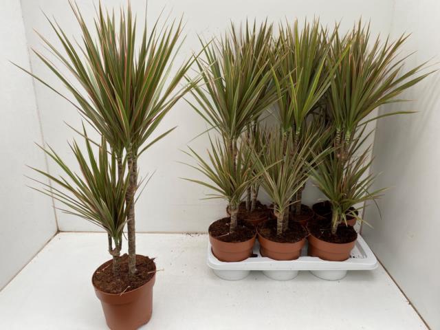 <h4>DRA MARG BICOLOR</h4>