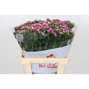 Dianthus Ba Neon Pink Magic