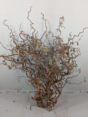 <h4>Corylus Grof (2-jarig)</h4>