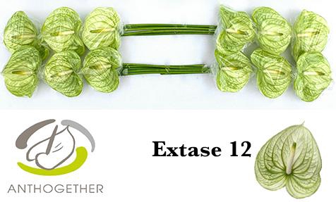 <h4>Anthurium extase</h4>