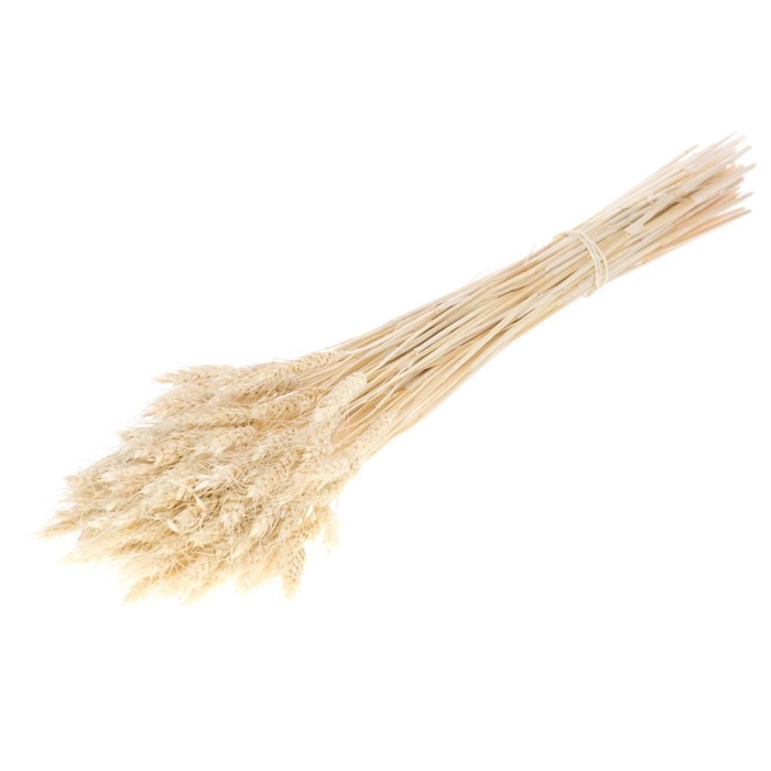 <h4>DRIED FLOWERS - WHEAT GRASS BLEACHED WHITE</h4>