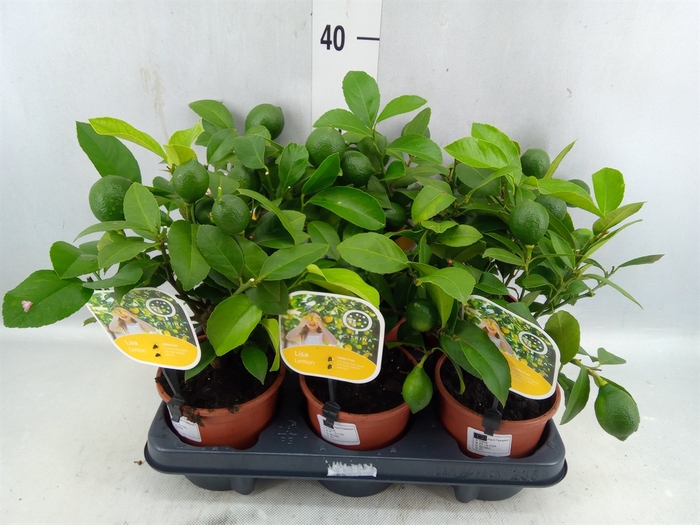 <h4>Citrus Meyeri 'meyer'</h4>