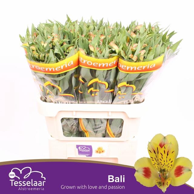 <h4>ALSTR BALI</h4>