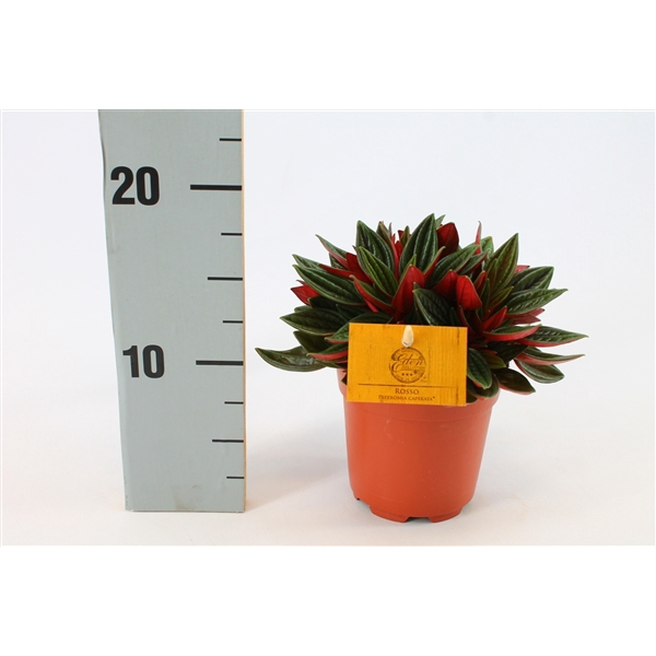 <h4>Peperomia Rosso 10,5cm</h4>