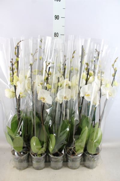 <h4>Phalaenopsis ...white</h4>