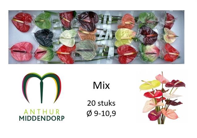 <h4>Anthurium mix in box</h4>