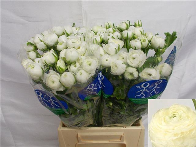 <h4>Ranunculus elegance white</h4>