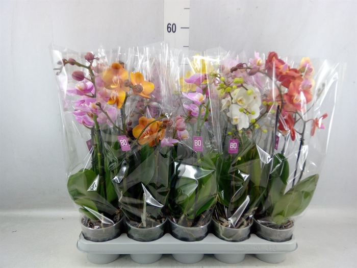 <h4>Phalaenopsis Multi. ...mix</h4>