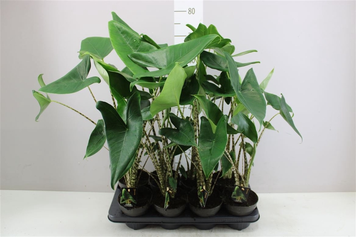 <h4>Alocasia Zebrina</h4>