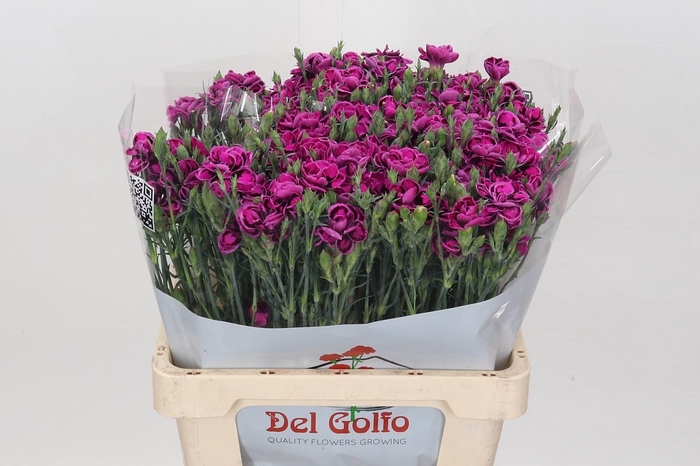 <h4>Dianthus Sp Tropic Butterfly</h4>