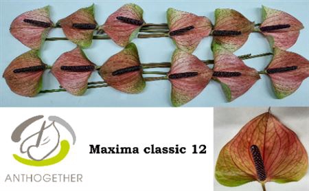 <h4>Anth A Max Violeta Classic 12 Classic</h4>