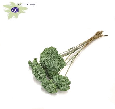 <h4>Achillea per stem frosted mint green</h4>